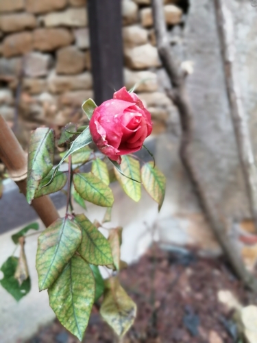 Rose d'hiver.jpg