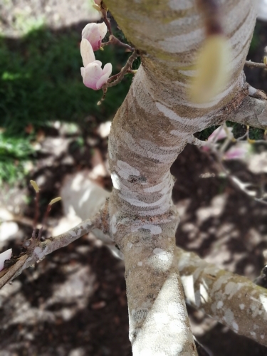 tronc magnolia.jpg