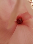Fleur Magnolia.jpg